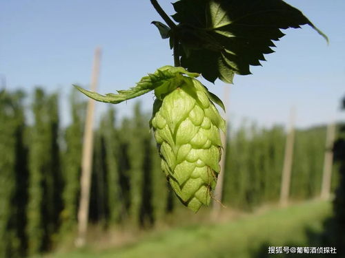 啤酒一定要用啤酒花吗 啤酒为什么要放啤酒花