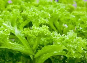 哪种生菜最好吃 哪种生菜生吃最甜