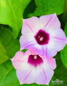 喇叭花的特点 牵牛花的形态特征