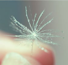 喜欢蒲公英的女人性格 蒲公英做头像吉利吗