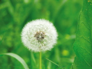 喝了半年蒲公英煮水肺结节 喝蒲公英水能消除肺结节吗