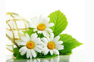 哪种菊花是送给死人的 小雏菊是祭奠的花吗