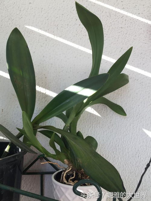 哪种花不适合用鸡蛋壳肥 哪些植物不能放鸡蛋壳