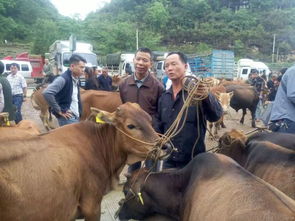 四大牲畜指的是什么 四大牲口