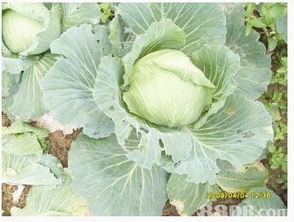 唐生菜和生菜的区别 唐生菜是罗马生菜吗