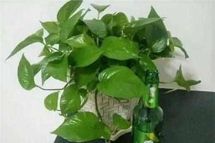 啤酒浇水养绿萝的正确方法 绿萝正确的浇水方法