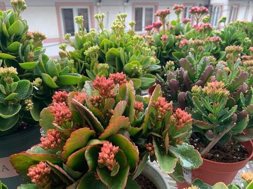 喜酸植物大全 喜酸花如何开花