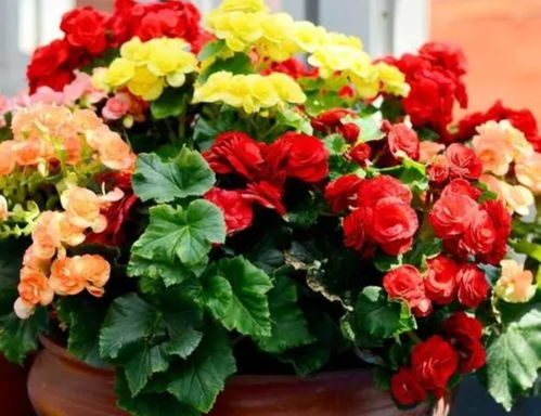 喜阴不喜阳的开花植物 不需要阳光又好养的花