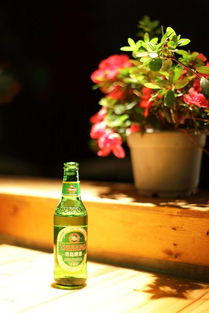 啤酒加水能浇各种花吗 十种最适合喝啤酒的花