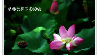 喜欢荷花的人的心态 荷花的佛性是什么