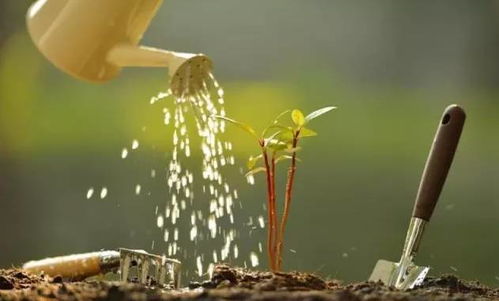 喝剩下的啤酒可以浇花吗 啤酒不能浇哪些植物