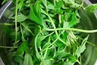唇形科植物的主要特征 属于唇形科特征的是