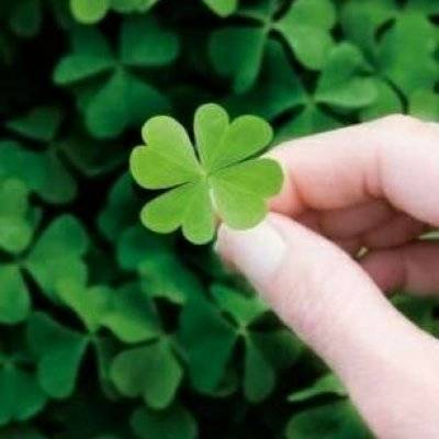 喜欢四叶草的女人心理 四叶草做微信头像禁忌