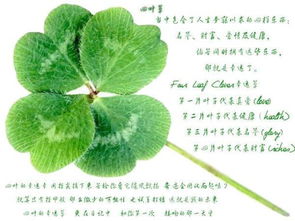 四叶草的唯美花语 四叶草最暖心短句8字