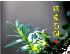 四大仙草之首 九大仙草为何石斛排第一
