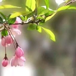 喝桃花水几个小时见效 桃花水连续喝几天会死