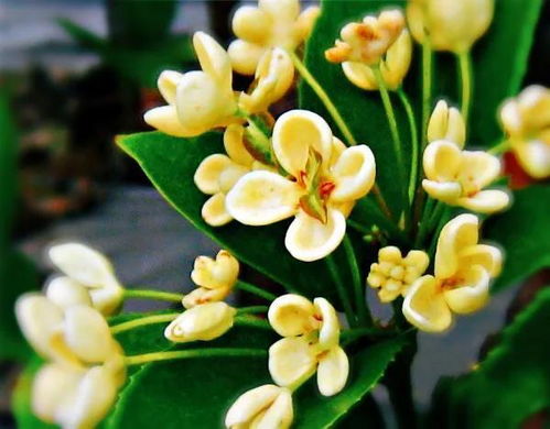 四季桂最名贵品种 四季桂最差的品种