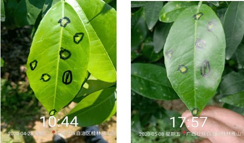喹啉铜和噻菌铜哪个好 春雷喹啉铜最佳复配