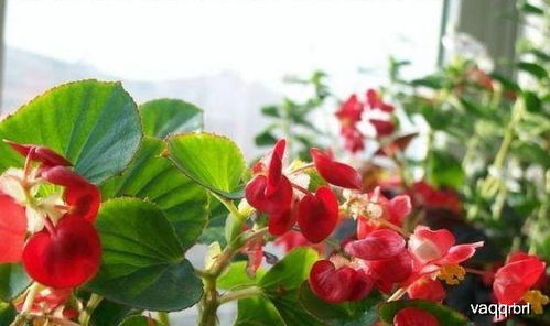 四季海棠怎么扦插生根 四季海棠长高了怎么剪