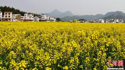 四大油菜花之乡 中国十大油菜花景区