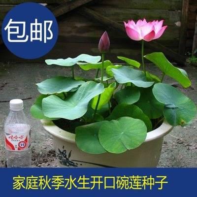 四季碗莲种子骗局 卖碗莲种犯法吗