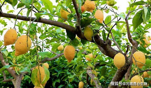 喷叶面肥最佳时间 叶面肥几天打一次好