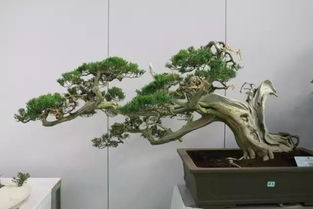 四大盆景之首 排名前十的盆景