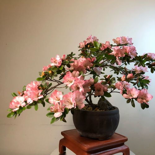 四季开花的木本花卉 365天开花不断的花卉
