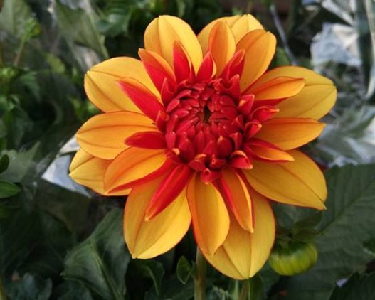 四季花指的是什么花 代表四季的四种花