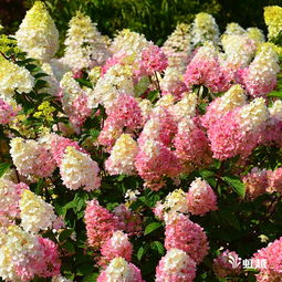 圆锥绣球最丑的品种 直立性最好的圆锥绣球