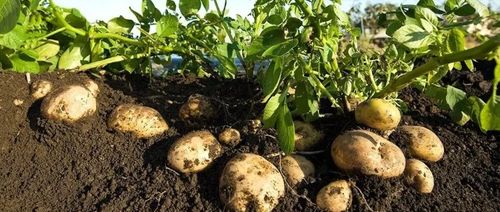 土豆是根还是茎 洋葱属于块根还是块茎