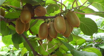 四川猕猴桃之乡是哪里 猕猴桃苗什么品种最好