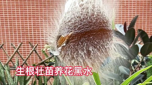 土壤活化黑水骗局 土壤活化黑水的原因