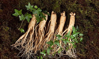 国家为什么不让种植人参 为什么林地不让种植人参