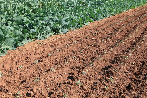 土豆挖的最佳时间是多少 土豆种植的注意事项