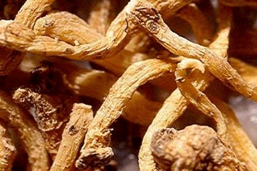 国家63种紧缺中药材 种什么药材省事又赚钱