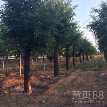 国槐树的风水作用 30公分国槐树价格