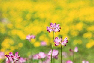 四月别称最美的一个 四月的文艺叫法