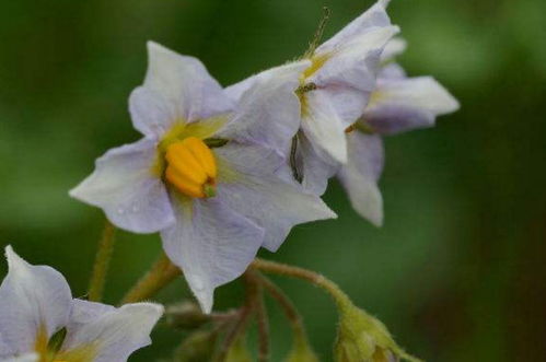 土豆掐花好还是不掐花好 土豆花什么时候掐最好
