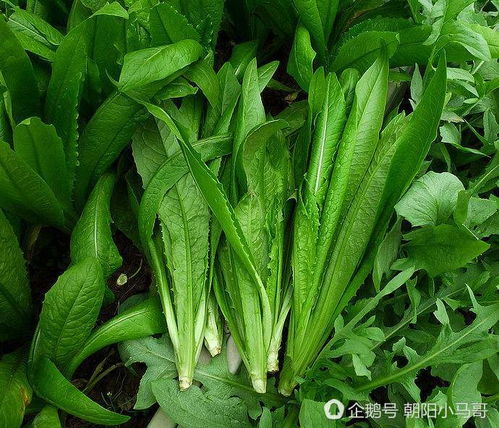四川说的凤尾是什么菜 凤尾菜是莴笋叶子吗