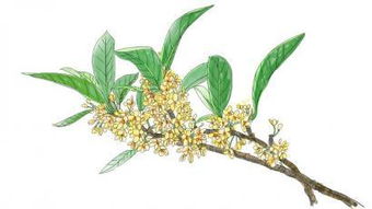 四川省省花是哪一种花 四川的代表花