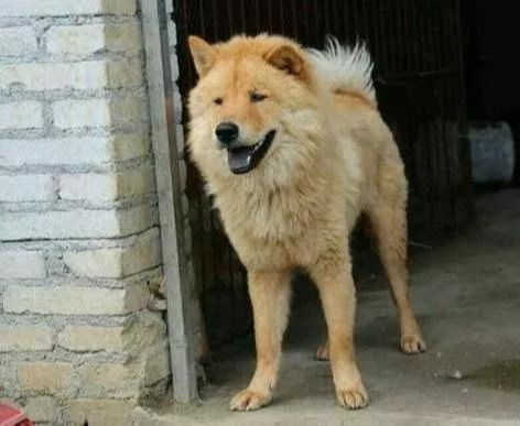 土狗最爱吃的十种食物 养土狗的禁忌