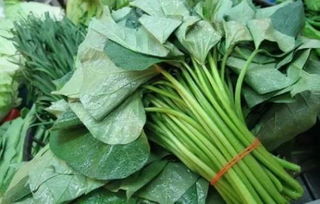 地瓜叶是热性还是凉性 白地瓜性寒还是性温