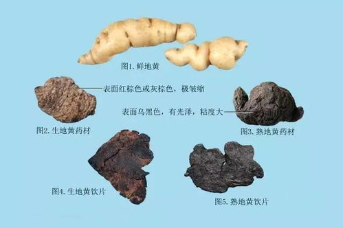 地黄治什么病最好 地黄为什么叫死人之钟