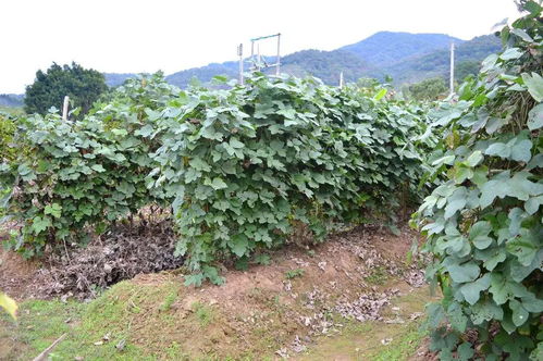 地里种什么东西最赚钱 两三亩地搞什么最赚钱