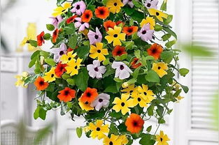 在夏天开花的树 10种代表夏天的树