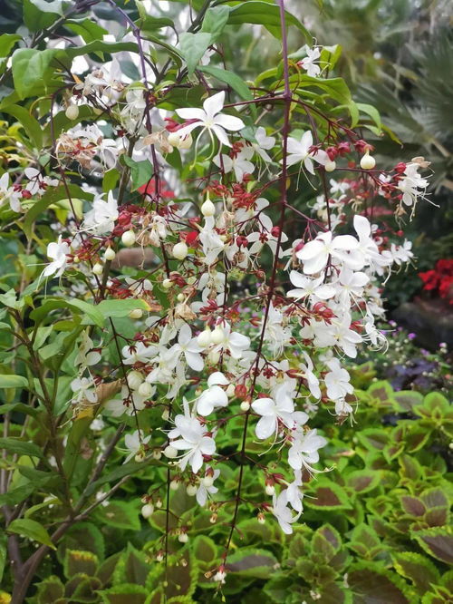 垂丝茉莉种几年才开花 垂丝茉莉怎样催花