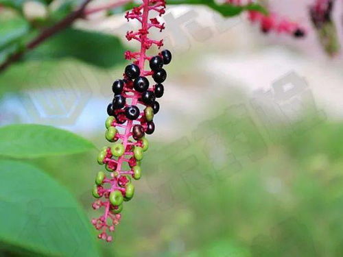 垂序商陆的果实能吃吗 垂序商陆果实吃了一颗