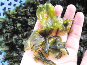 地皮菜百度百科 地皮菜的危害