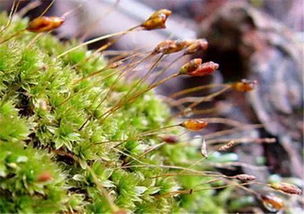 地钱是苔类还是藓类 地钱是国家一级保护植物